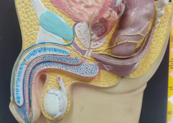 Basic Anatomy of urinary tract for a lay person. (Title 30)                                                                                                            (एससीआई व्यक्तियों के लिए मूत्र पथ की शारीरिक रचना (अंग्रेजी)